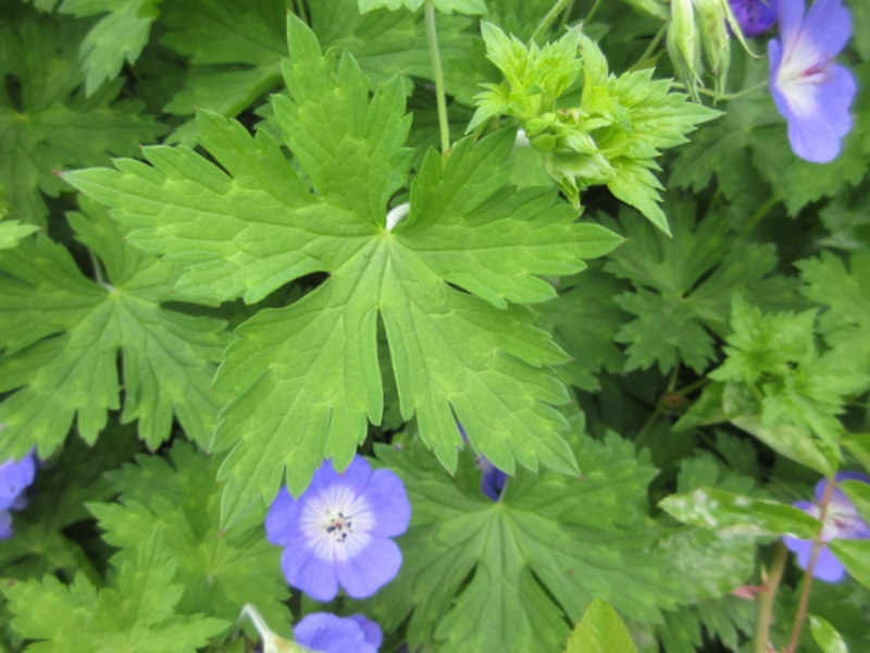 GERANIUM  ROZANNE 02-07-2020 11-57-39.JPG