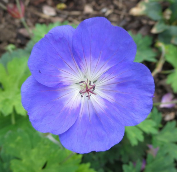 GERANIUM  ROZANNE 17-Aug-15 2-21-10 PM.JPG