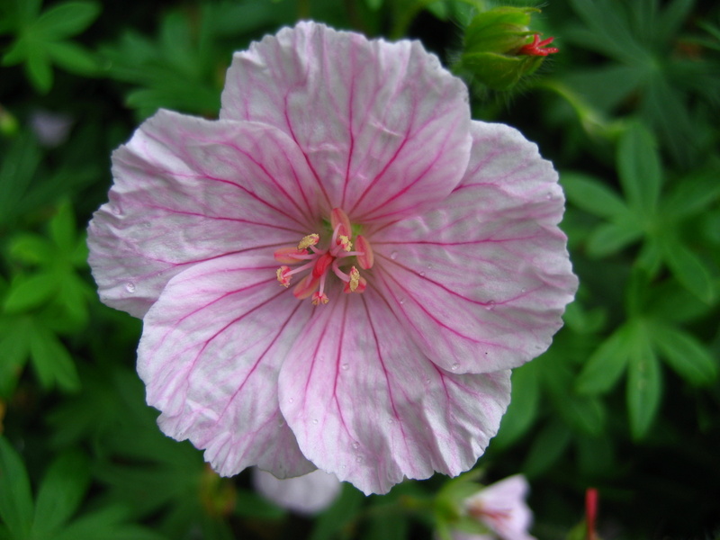 GERANIUM  SANGUINEUM  STRIATUM 01-09-2007 11-35-33.JPG