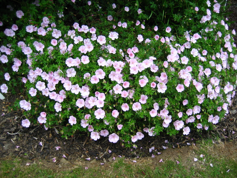 GERANIUM  SANGUINEUM  STRIATUM 07-06-2007 15-55-53.JPG