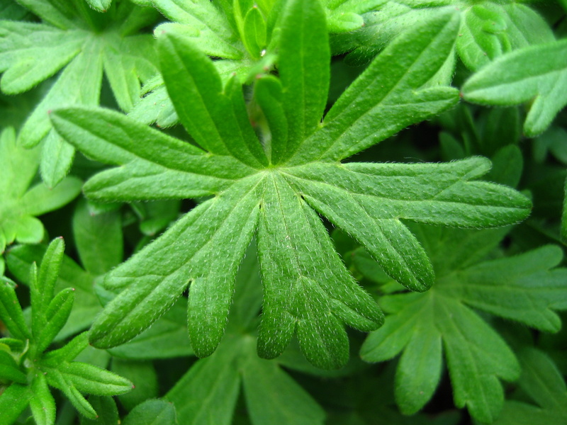 GERANIUM  SANGUINEUM  STRIATUM 20-05-2008 13-06-01.JPG