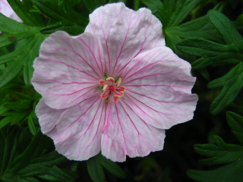 GERANIUM  SANGUINEUM  STRIATUM 20-05-2008 13-08-15.JPG