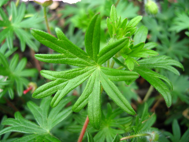 GERANIUM  SANGUINEUM  STRIATUM 20-05-2008 13-08-35.JPG