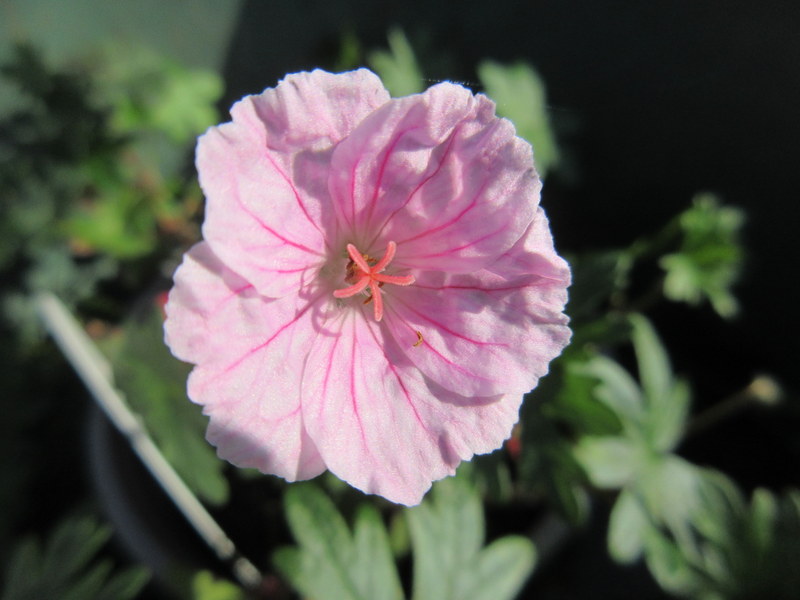 GERANIUM  SANGUINEUM  STRIATUM 23-08-2021 16-44-11.JPG