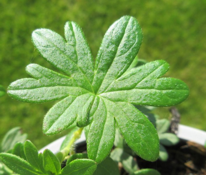 GERANIUM  SANGUINEUM  STRIATUM 23-08-2021 16-44-51.JPG