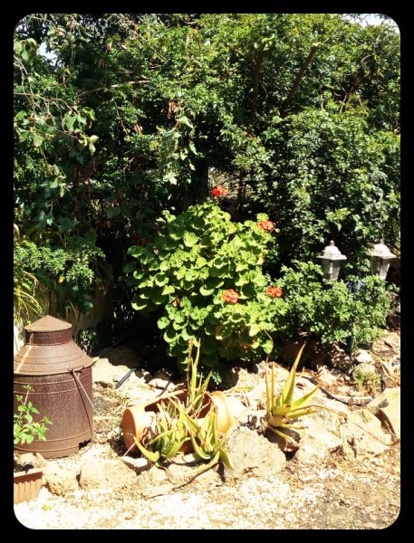 Geranium Skwijery 16 Apr 21.jpg