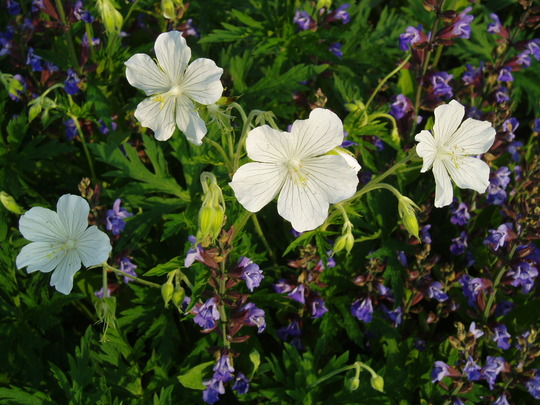 geranium snowflakes.jpg