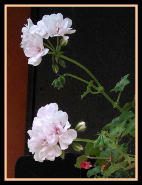 Geranium Sport Apr 20.jpg