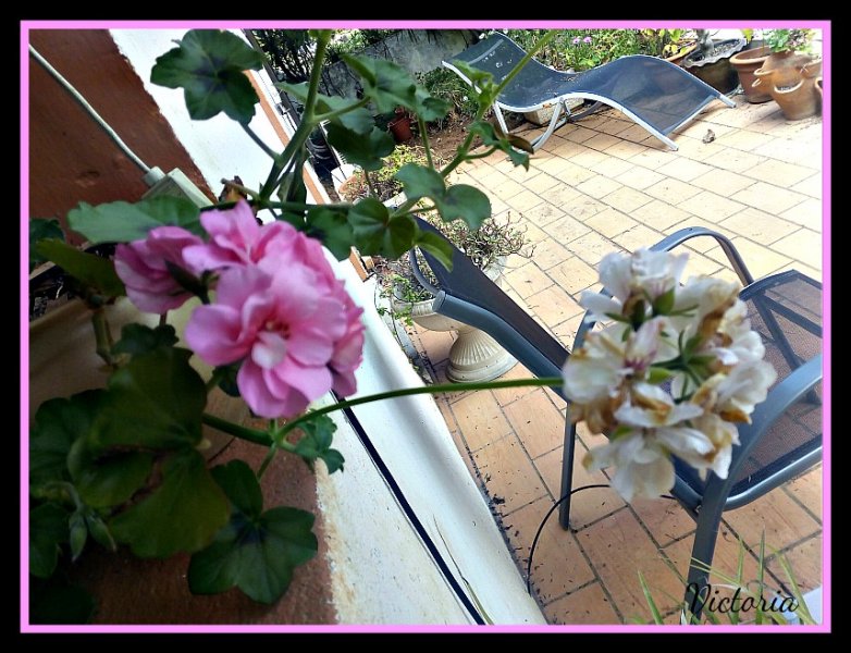 Geranium Sport2 Mar 20.jpg