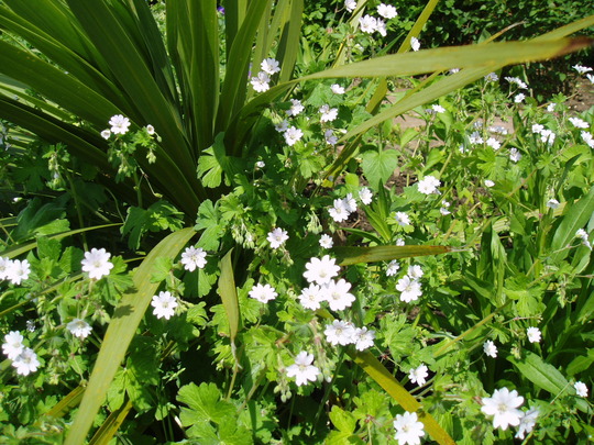 geranium summer snow.jpg