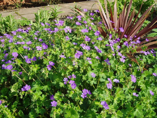 geranium summer_sky.jpg