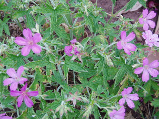 geranium unknown.jpg