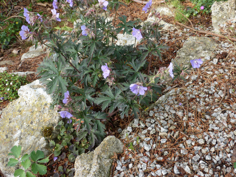 Geranium Victor Reiters Strain.JPG