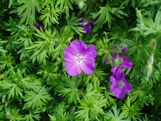 geranium vision violet.jpg