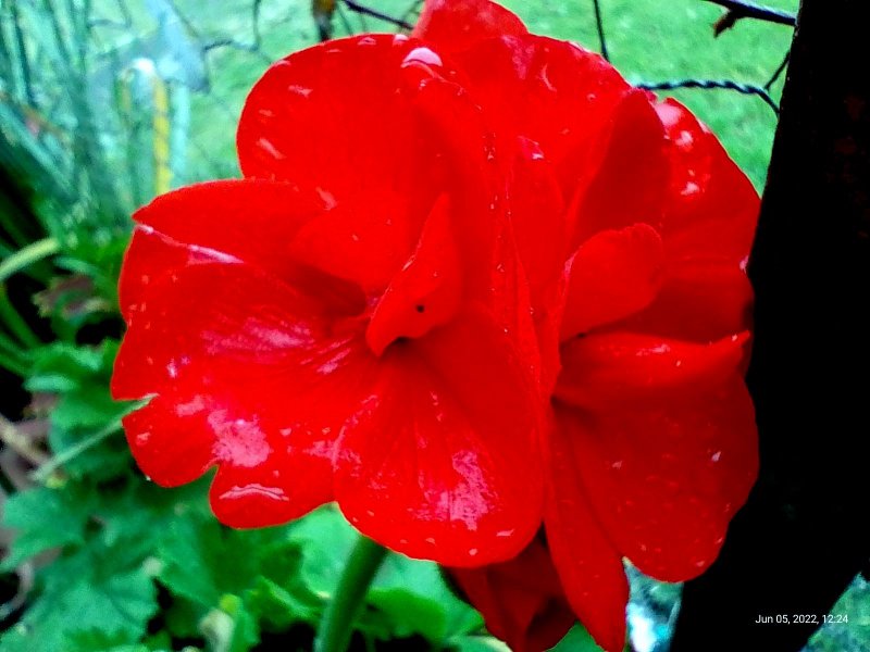 Geranium with raindrops on balcony 5th June 2022 001  (Macro).jpg
