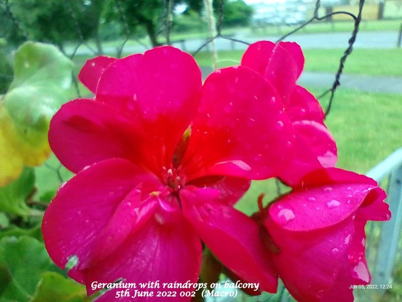 Geranium with raindrops on balcony 5th June 2022 002  (Macro).jpg
