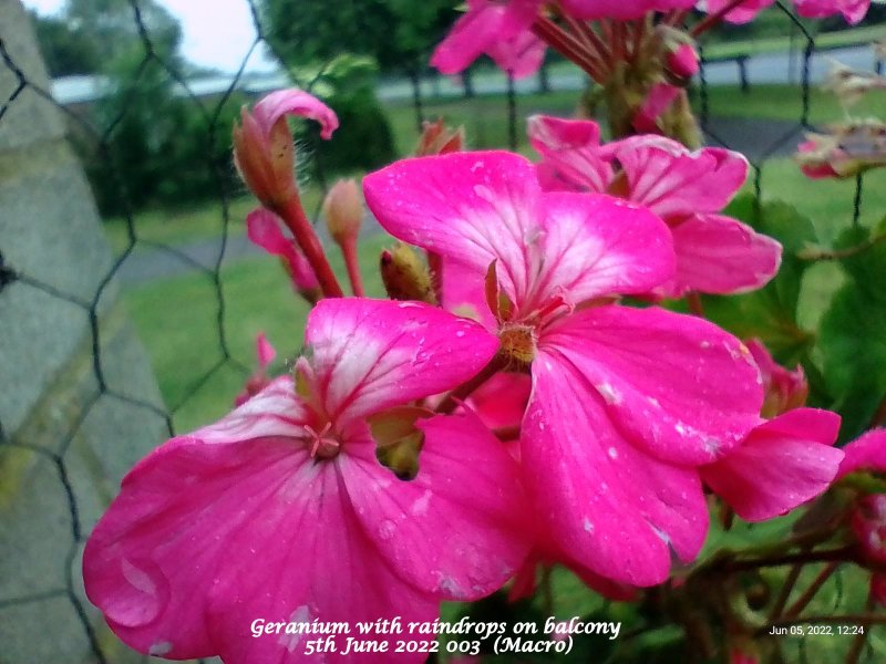 Geranium with raindrops on balcony 5th June 2022 003  (Macro).jpg