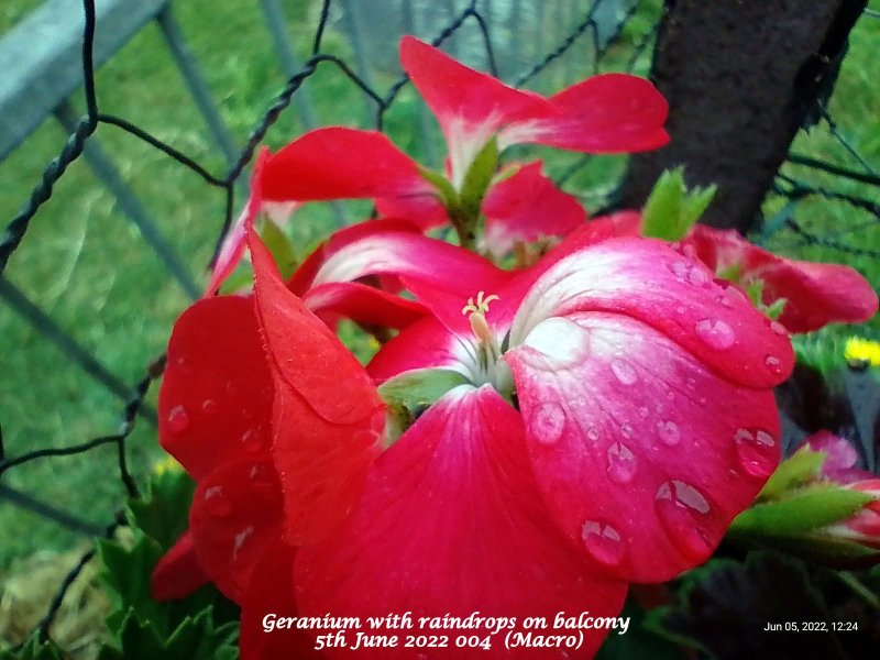 Geranium with raindrops on balcony 5th June 2022 004  (Macro).jpg