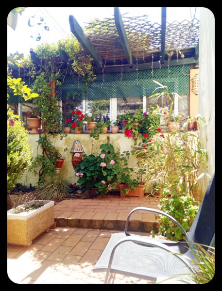 Geraniums 12 Apr 21.jpg