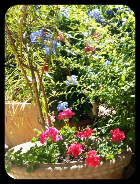 Geraniums 28 Jul.jpg