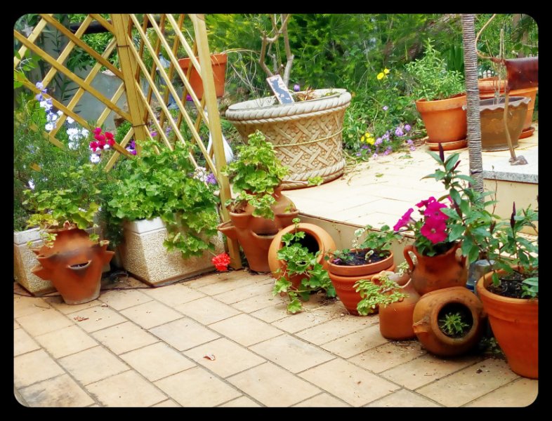 Geraniums 4 Apr 21.jpg