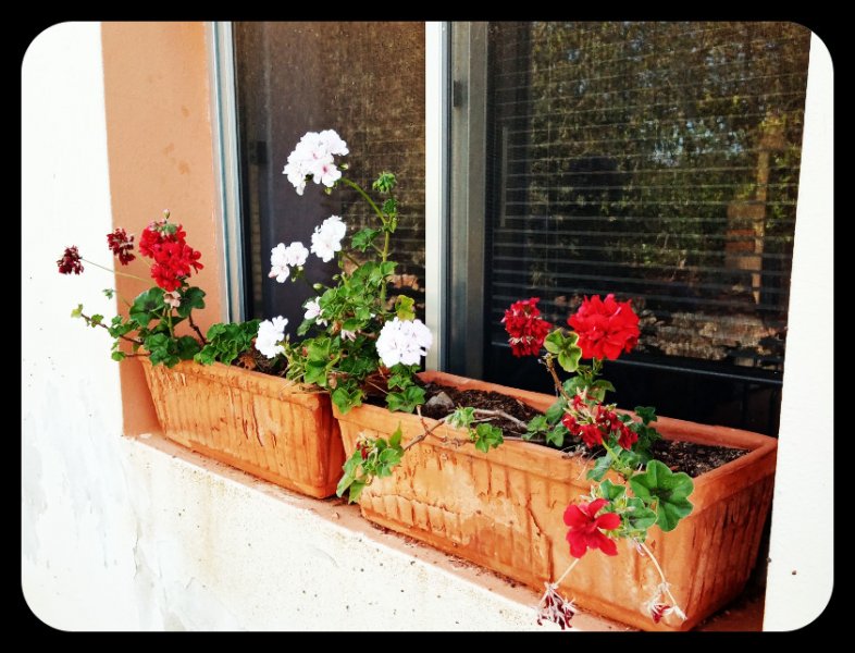 Geraniums Back 1 May 21.jpg