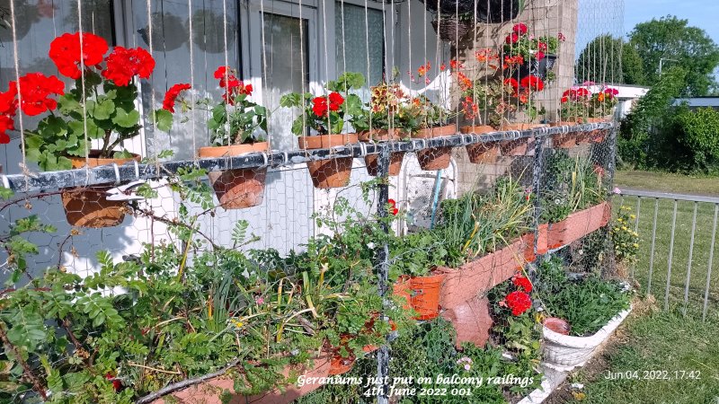 Geraniums just put on balcony railings 4th June 2022 001.jpg