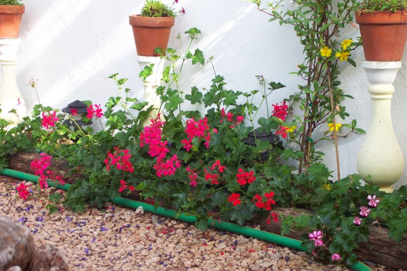 Geraniums on Path(3).jpg