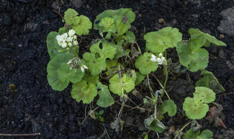 Geraniums starting to bloom 9-1-22.jpg