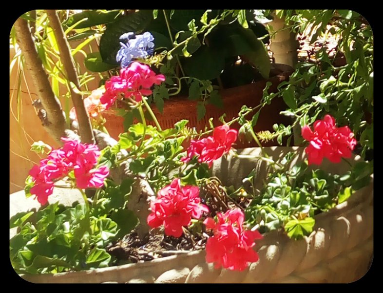 Geraniums1 28 Jul.jpg