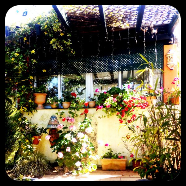 Geraniums2 12 May(1).jpg