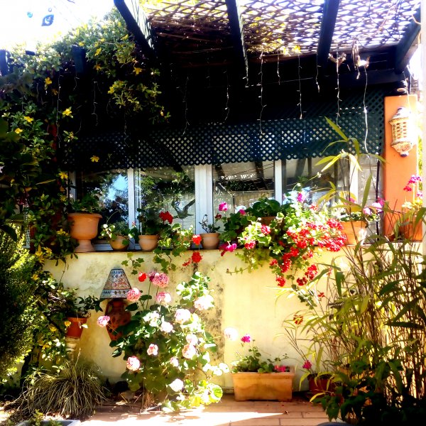 Geraniums2 12 May.jpg