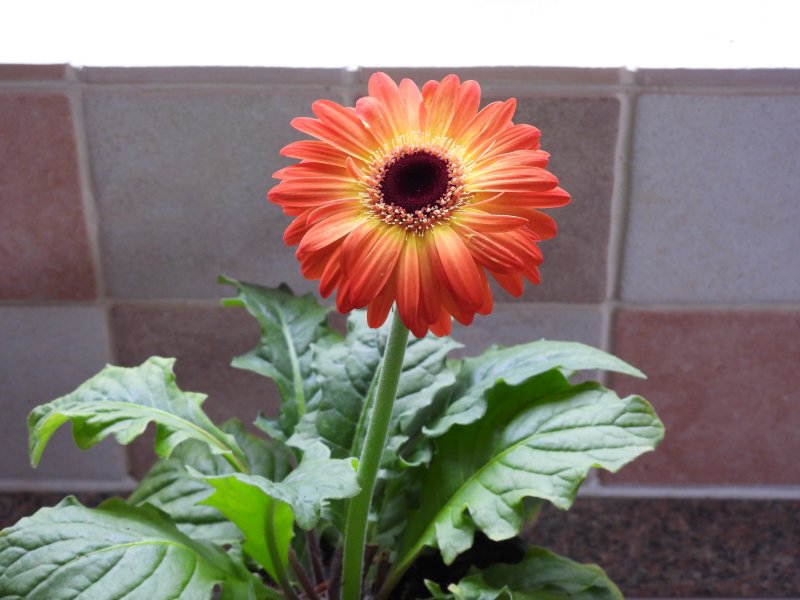 Gerbera.jpg