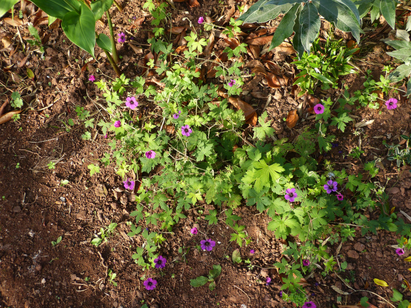 Gernium Anne Folkard.JPG