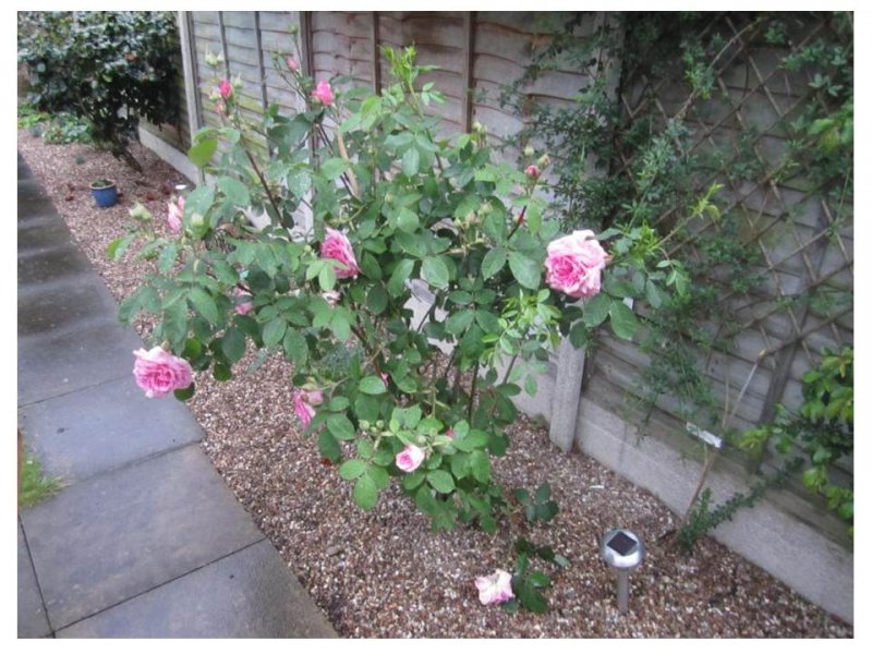 Gertrude Jeckyll.jpg