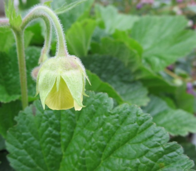 GEUM  LEMON  DROPS 12-Aug-16 4-54-25 PM.JPG