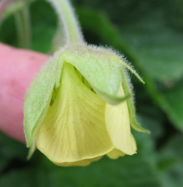 GEUM  LEMON  DROPS 12-Aug-16 4-54-58 PM.JPG