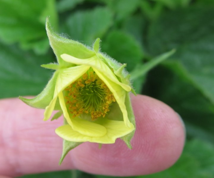 GEUM  LEMON  DROPS 12-Aug-16 4-55-07 PM.JPG