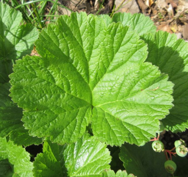 GEUM  LEMON  DROPS 12-Jun-17 12-19-30 PM.JPG