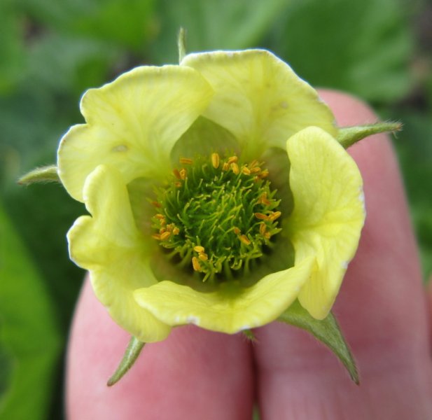 GEUM  LEMON  DROPS 12-Jun-17 2-04-44 PM.JPG