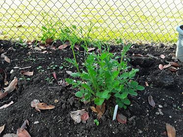 Geum Mrs Bradshaw May 18.jpg