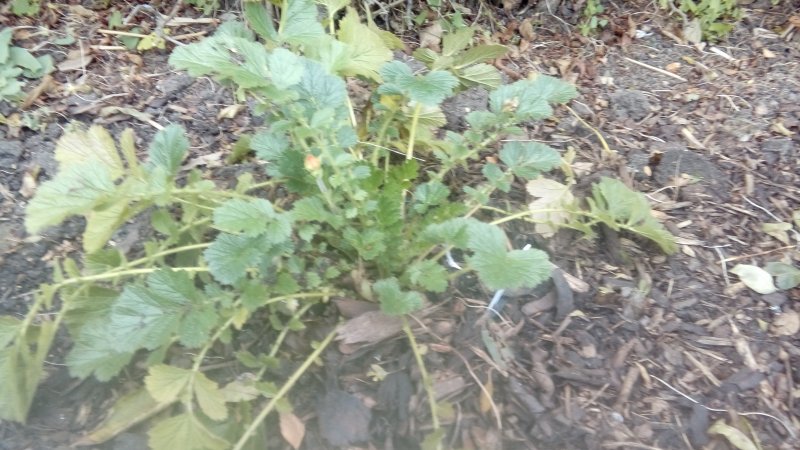 geum tangerine oct 17.jpg