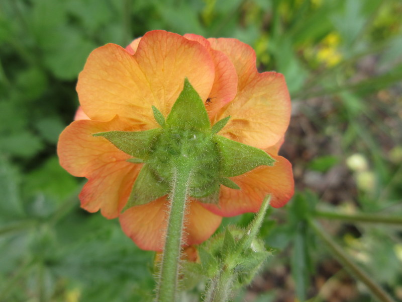 GEUM  TOTALLY  TANGERINE 25-05-2019 12-14-44.JPG
