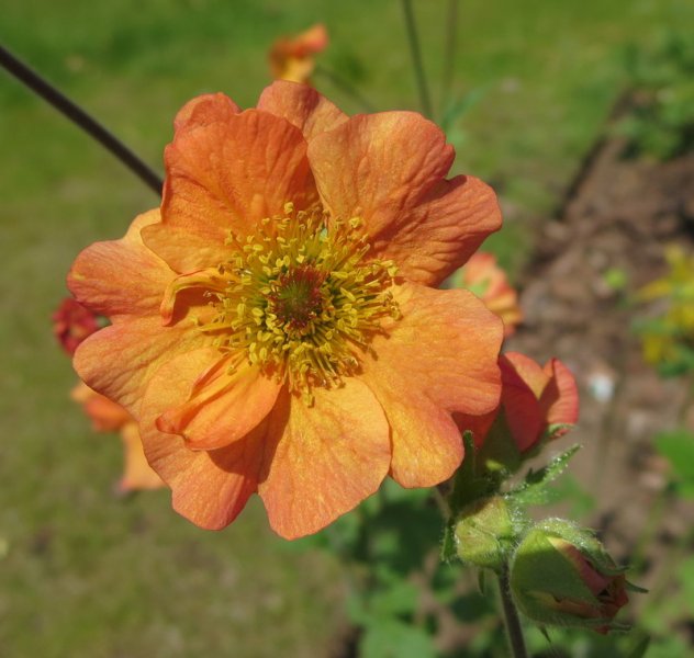 GEUM  TOTALLY  TANGERINE 29-May-16 12-06-03 PM.JPG
