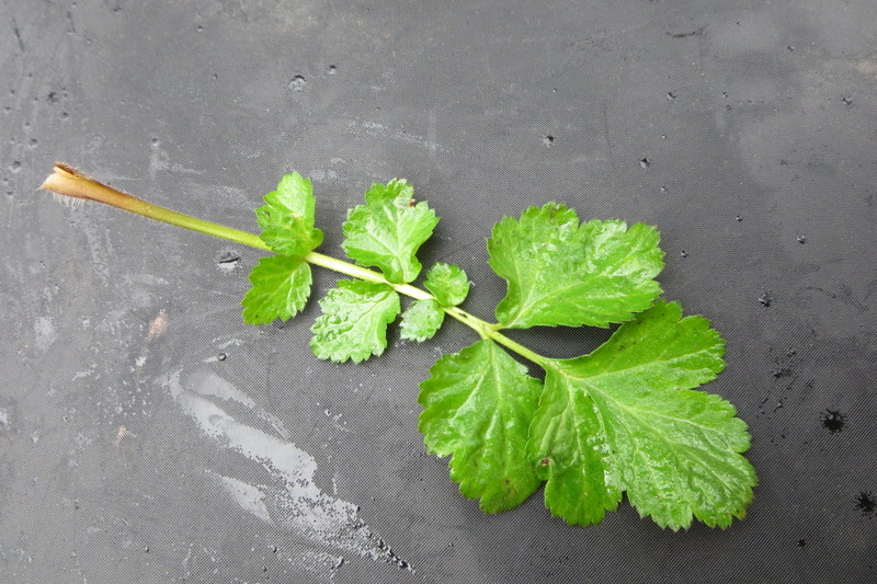 GEUM  URBANUM  WOOD  AVENS 03-04-2016 12-34-00.JPG
