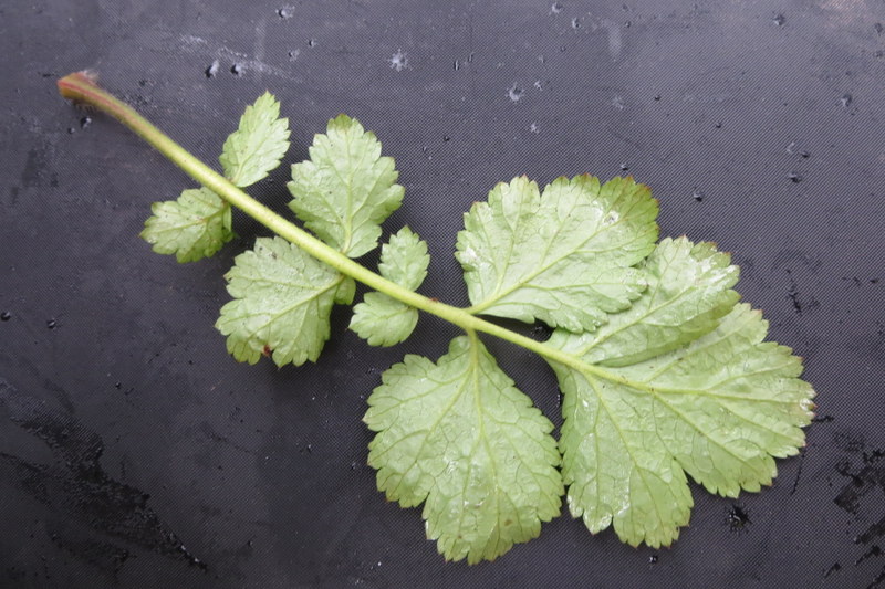 GEUM  URBANUM  WOOD  AVENS 03-04-2016 12-34-13.JPG