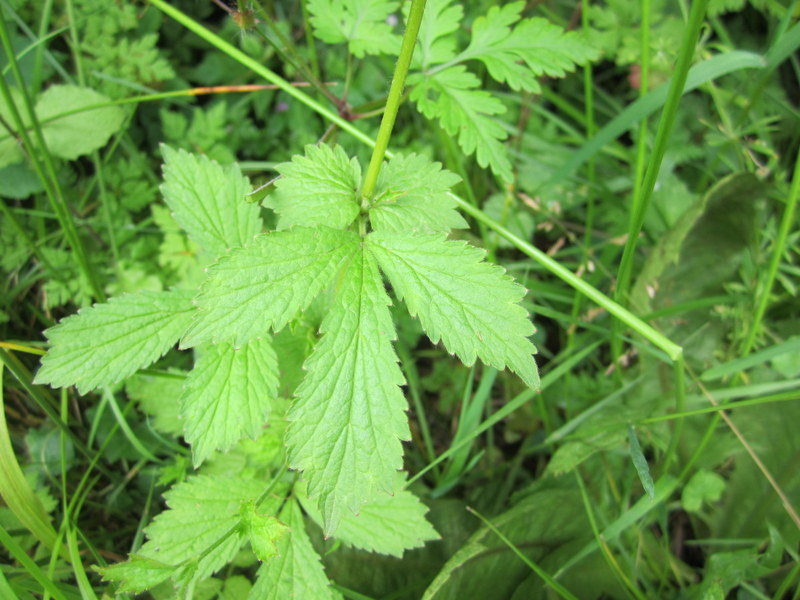 GEUM URBANUM  WOOD  AVENS 05-Jul-12 12-41-43 PM.JPG