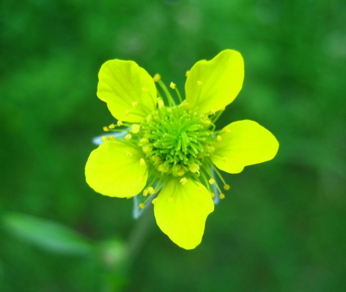 GEUM URBANUM  WOOD  AVENS 09-Jun-08 11-53-09 AM.JPG