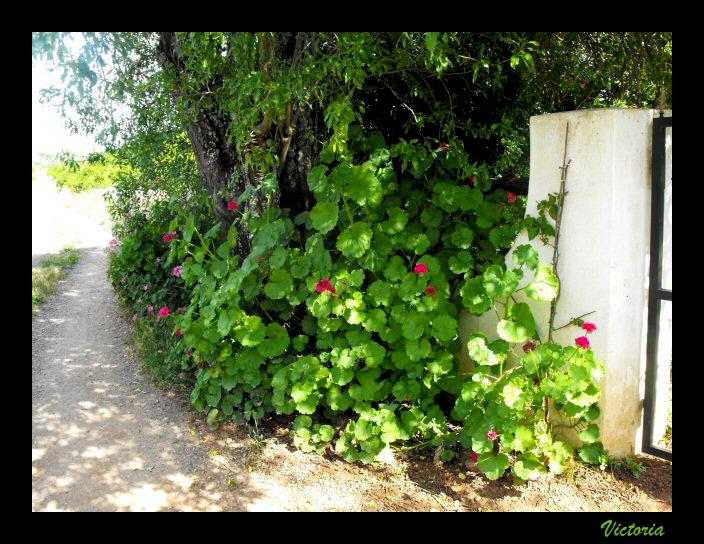 Giant Geraniums1.JPG