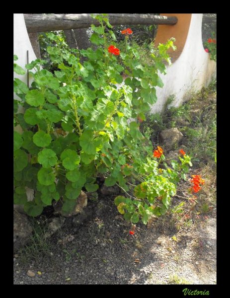 Giant Geraniums3.JPG